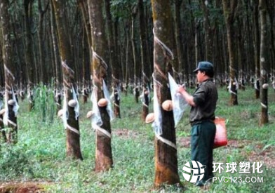 4月天然橡膠產量同比增長16.6%